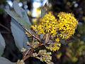 Golden Ragwort